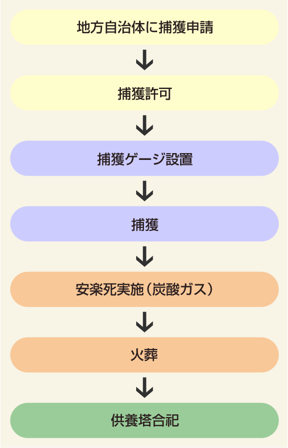 捕獲後の流れ