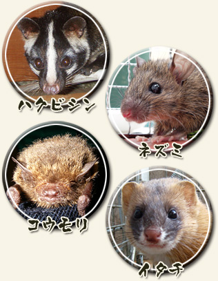 ハクビシン・ネズミ・イタチ・コウモリ